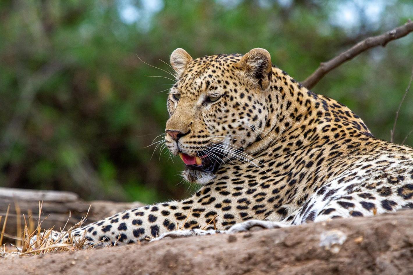 Tomo Safari Lodge Hoedspruit Exteriér fotografie