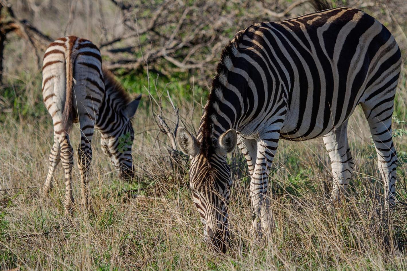 Tomo Safari Lodge Hoedspruit Exteriér fotografie